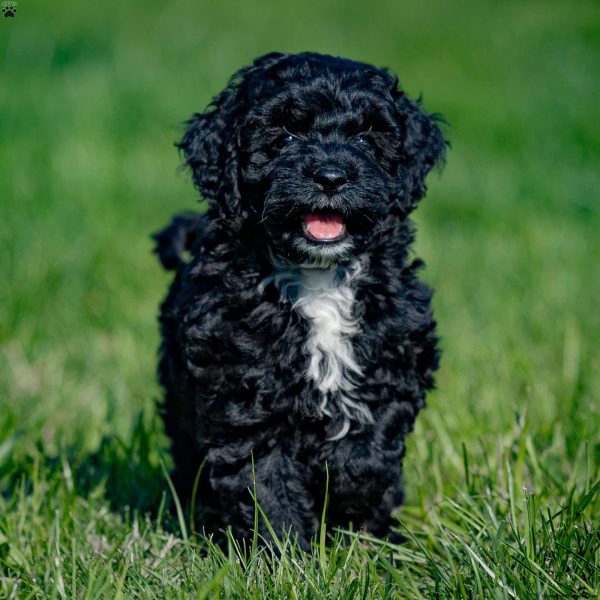 cockapoo puppies bc