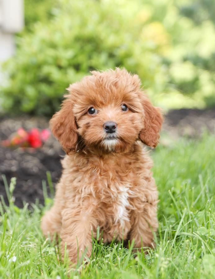 cockapoo stud dogs