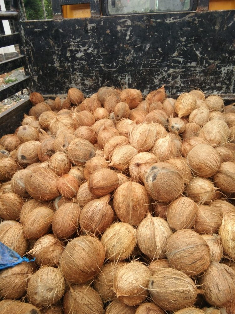 coconut wholesale price