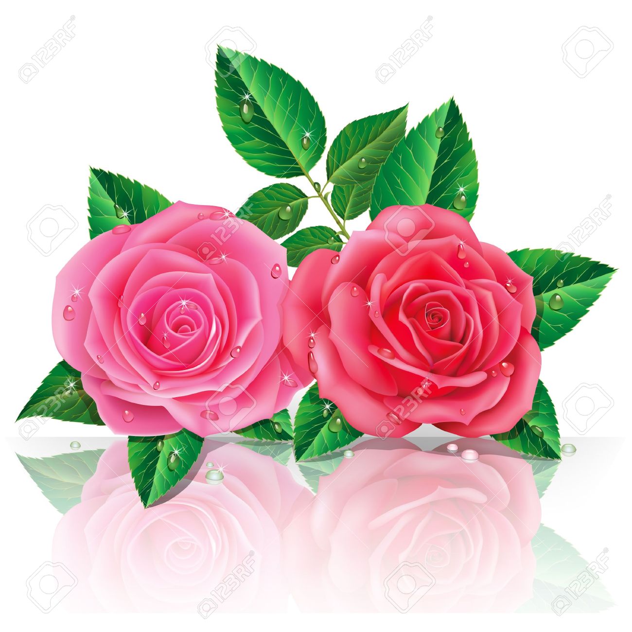 color imagenes bonitas de rosas