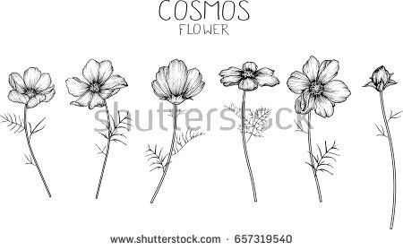 cosmos flower sketch