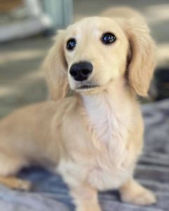 cream long haired dachshund puppies for sale