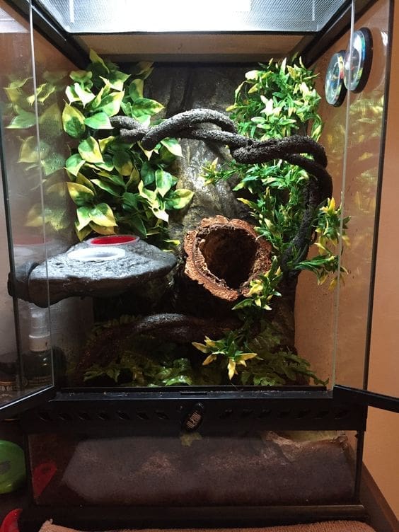 crested gecko cage setup