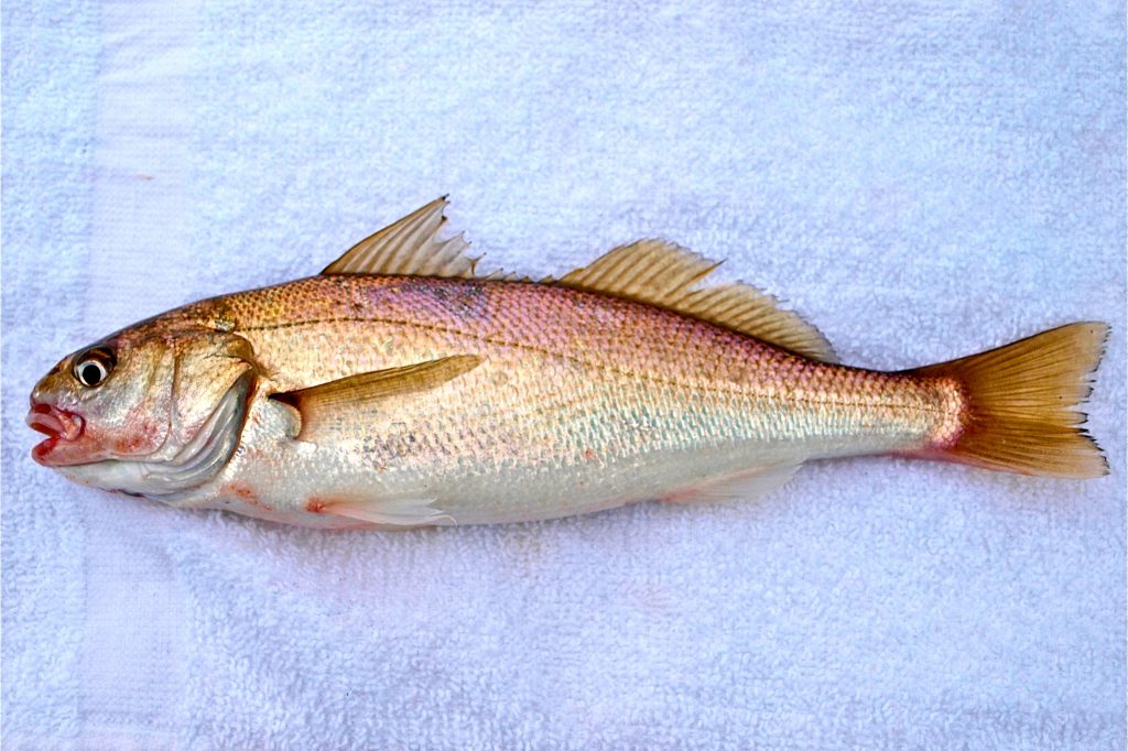 croaker size limit