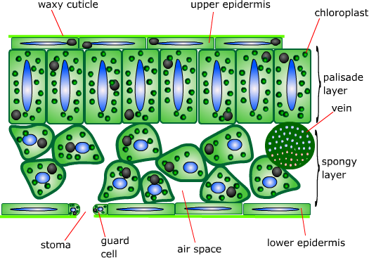 cross section of a leaf gcse