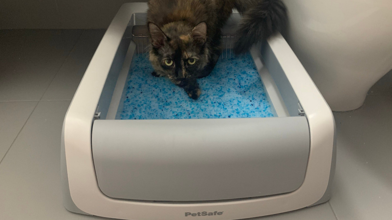 crystal litter box