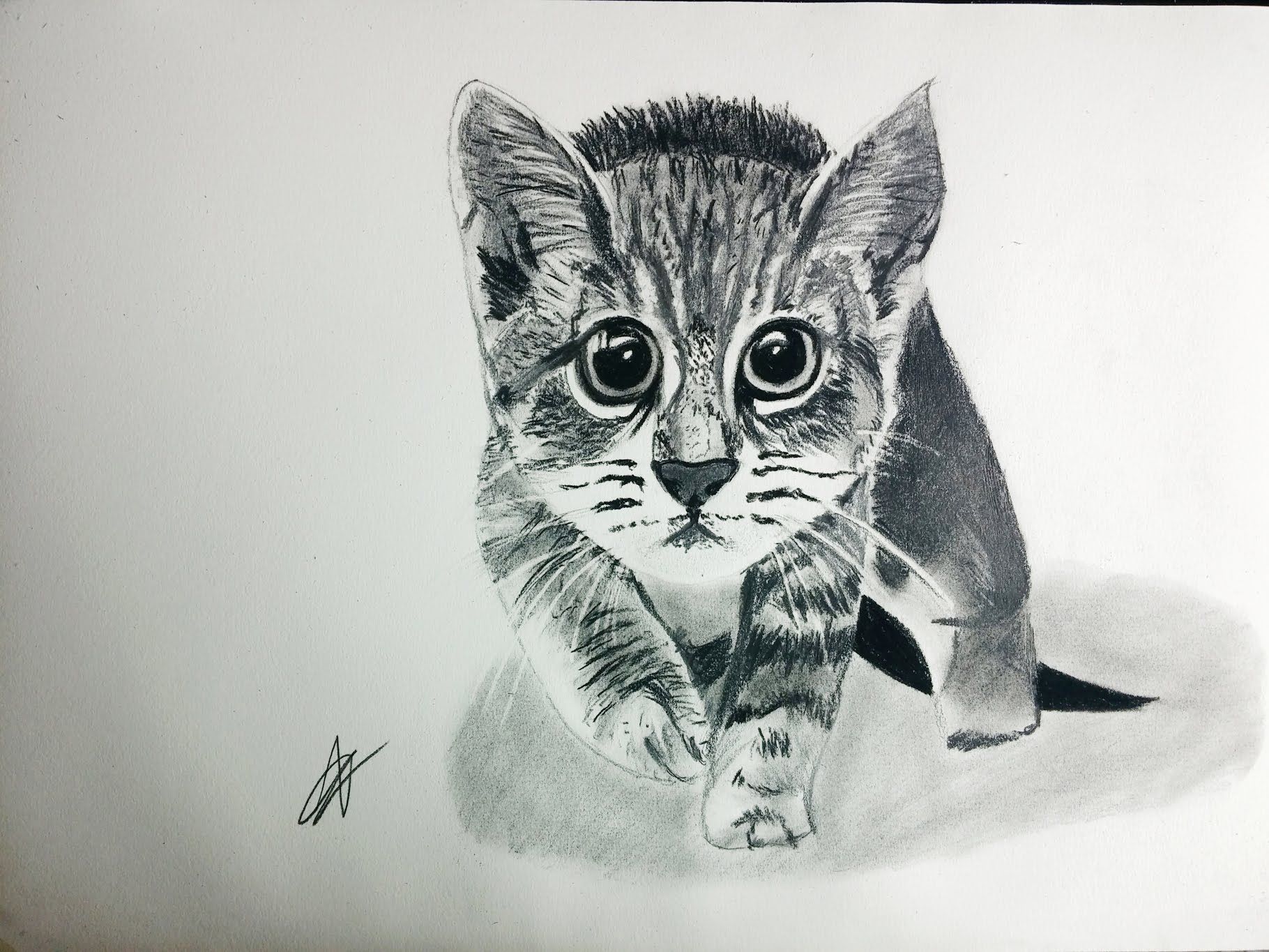 cómo dibujar un gato realista