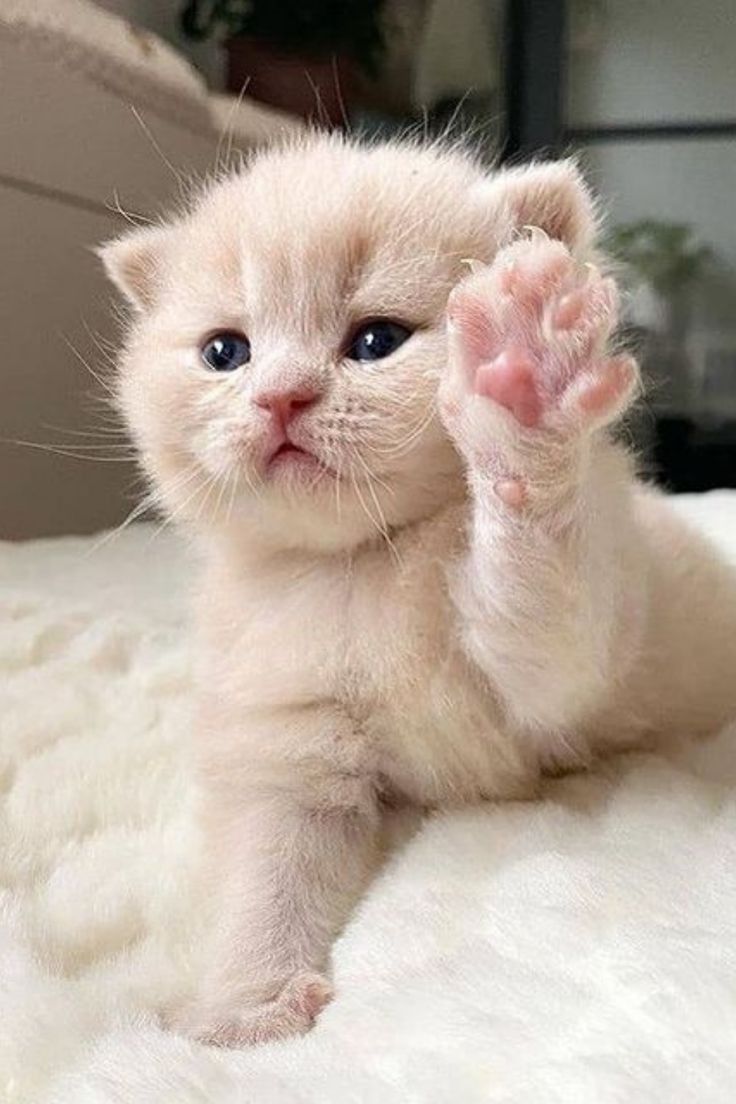 cute babycat