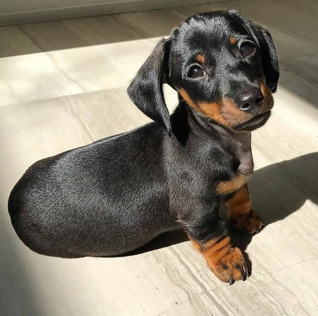 cute dachshund