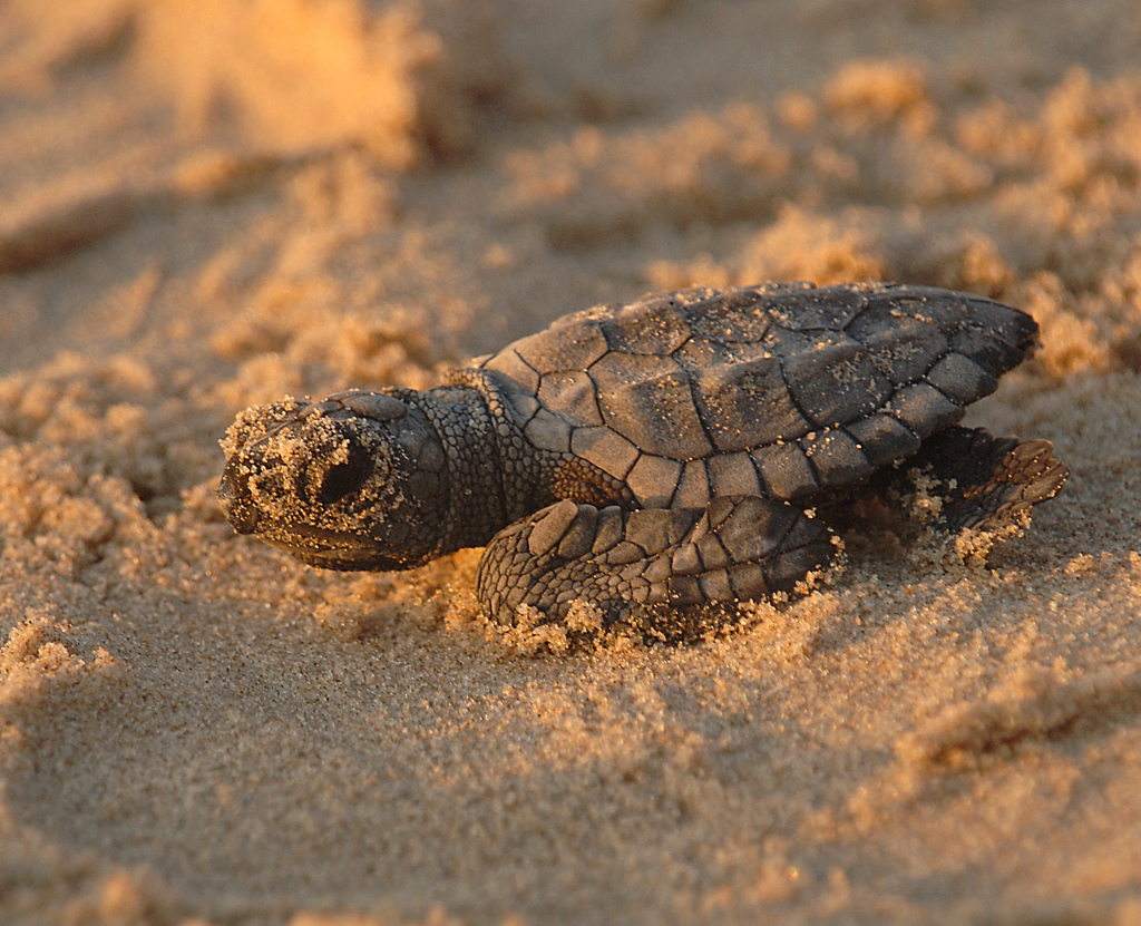 cute pictures of turtles