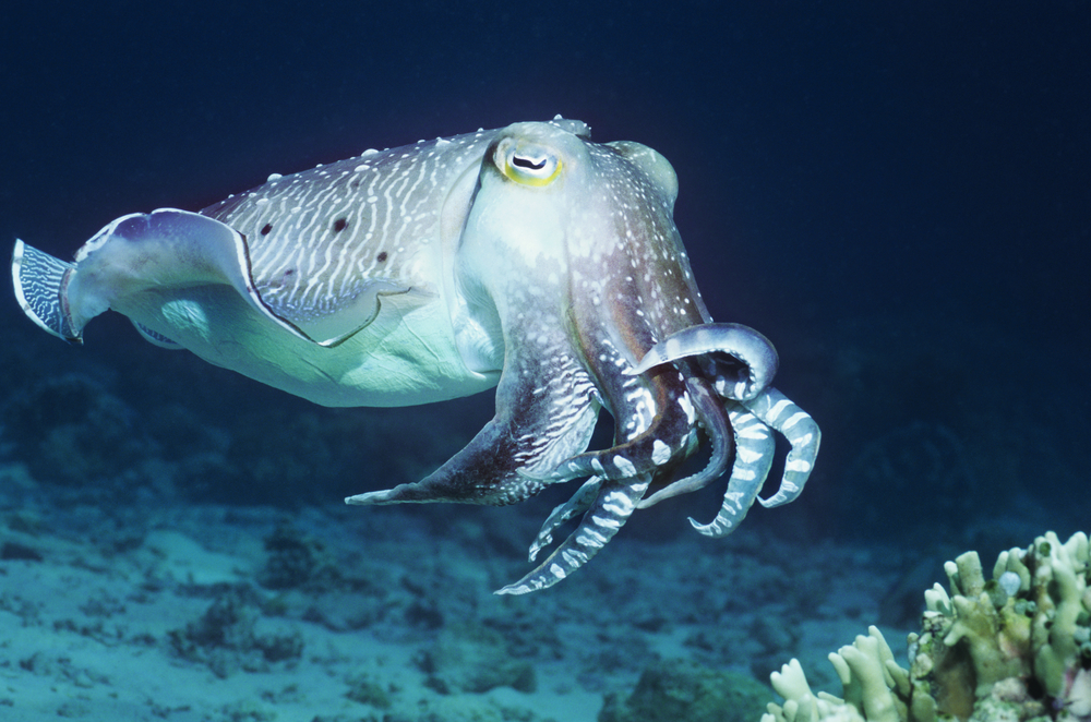 cuttlefish meaning in hindi