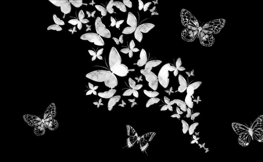 black butterfly wallpaper hd