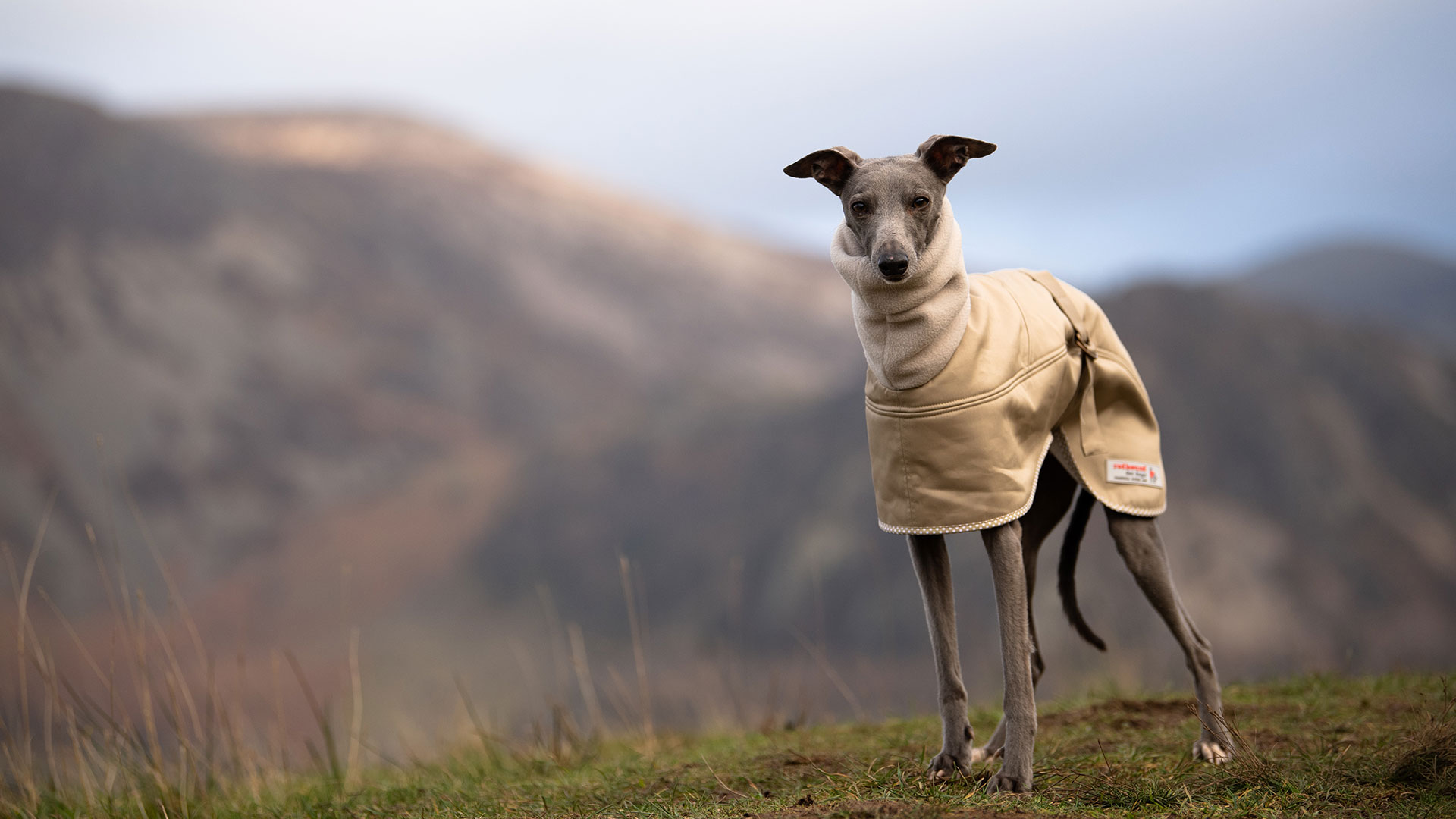 whippet apparel