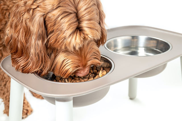 raised dog feeding bowls