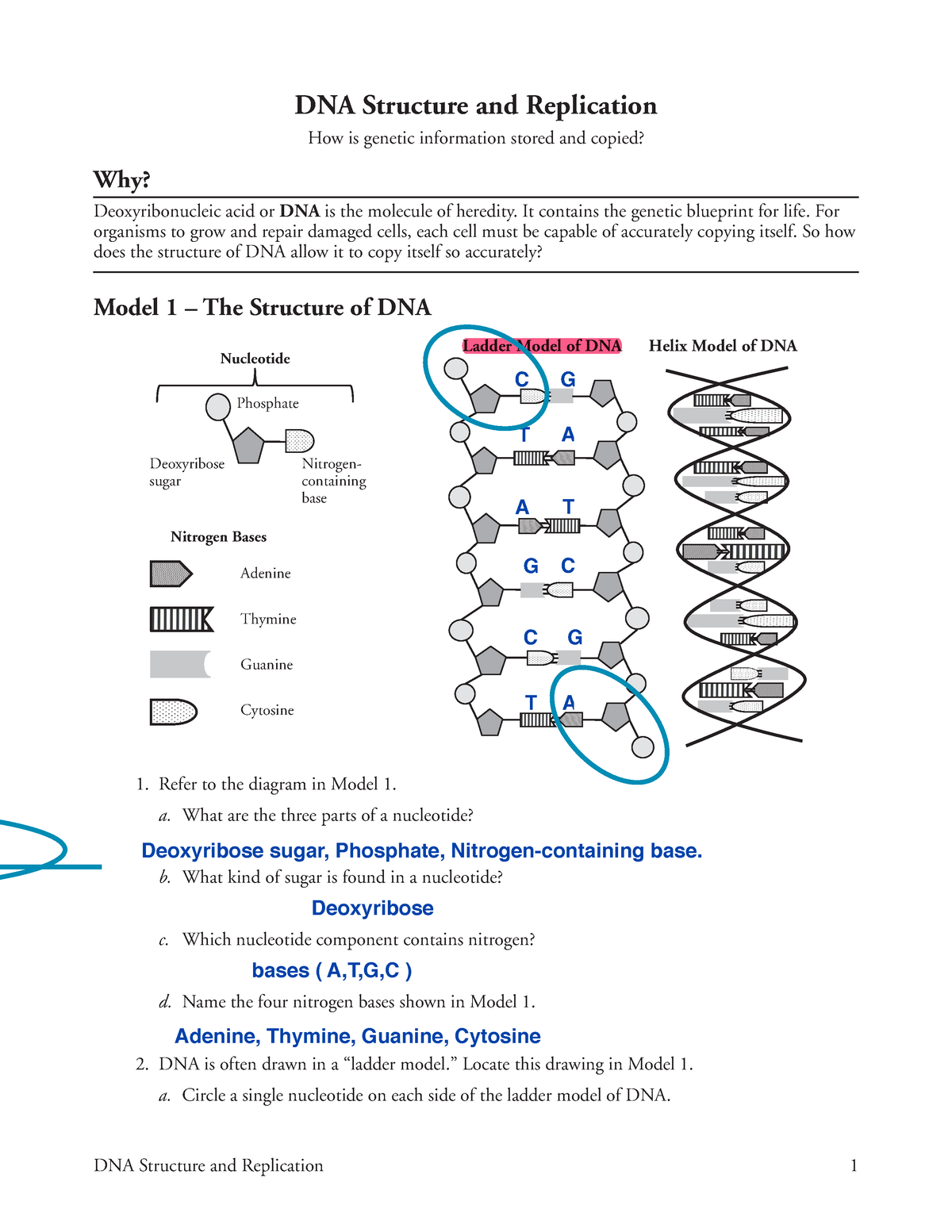 worksheet on dna answer key