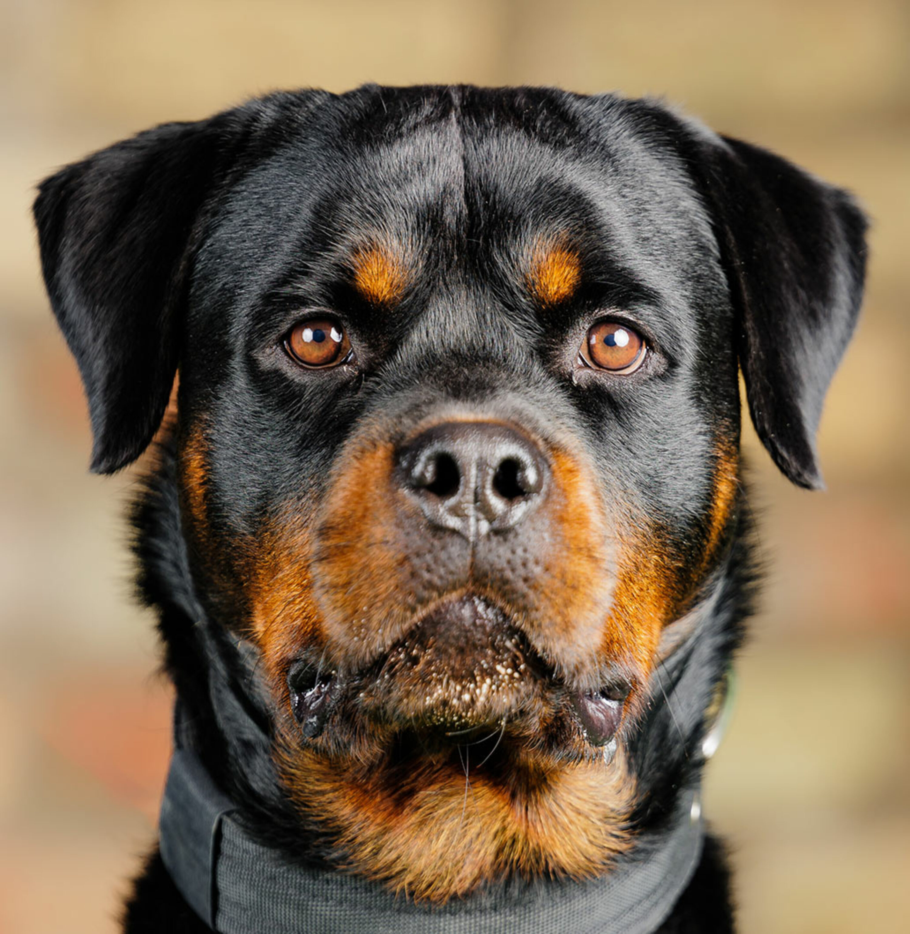 rottweiler for sale uk