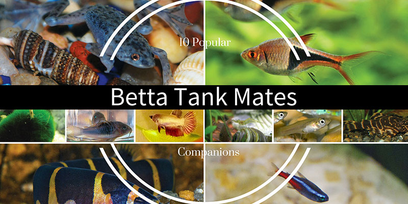 betta tank mates 5 gallon