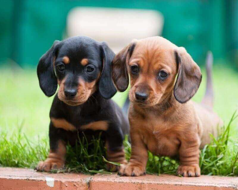 dachshund dog price