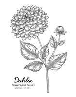 dahlia flower vector