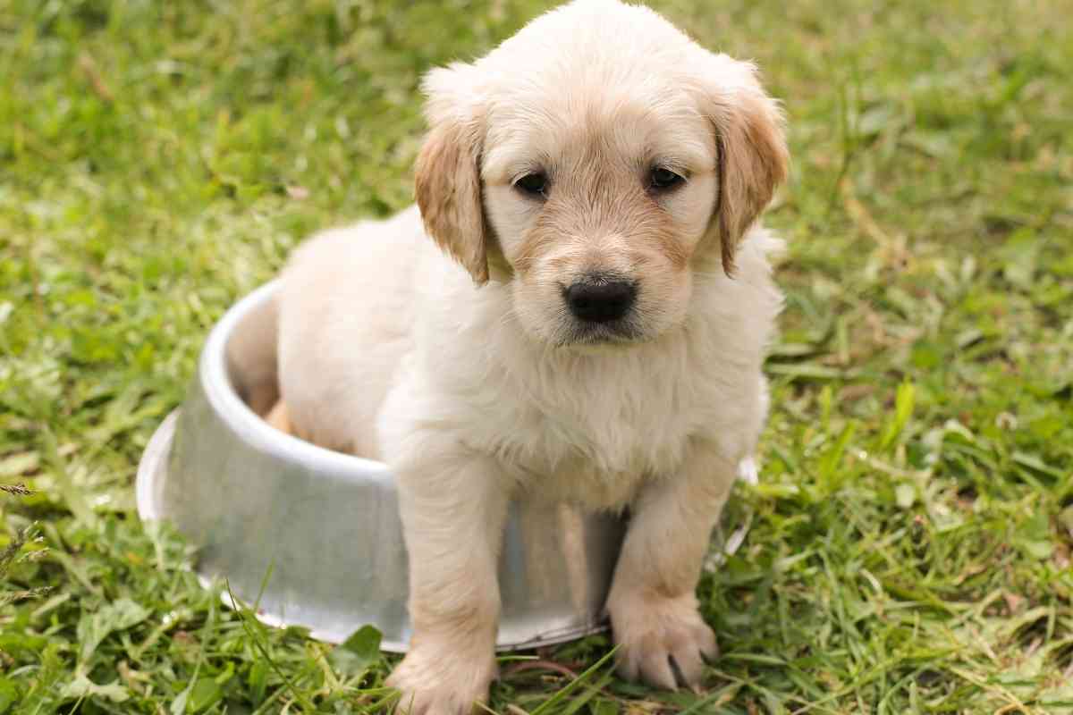 best dog food for golden retrievers