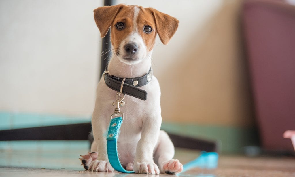 dog pictures jack russell terrier