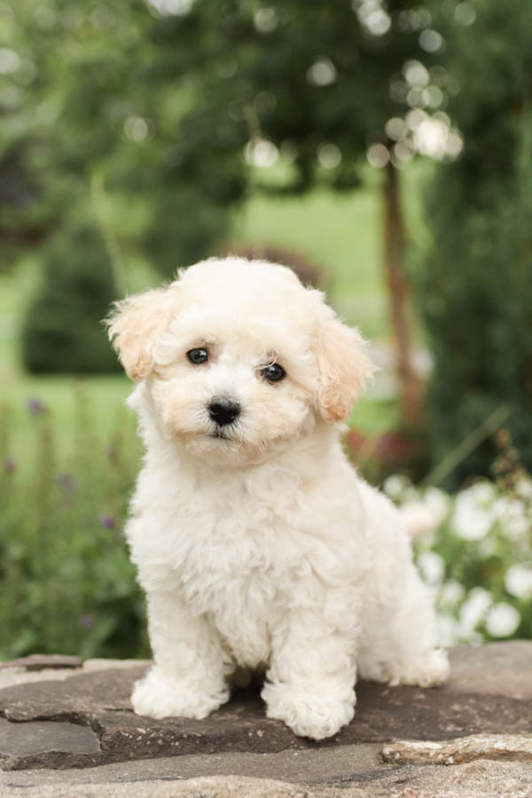 bichon frise for sale near me