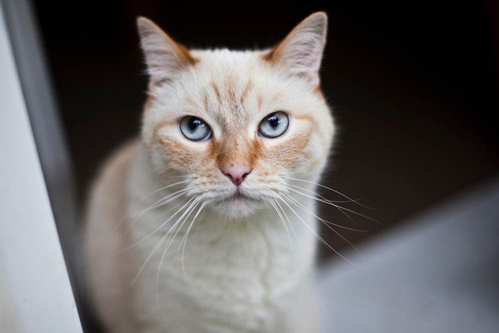 flame point siamese cat price