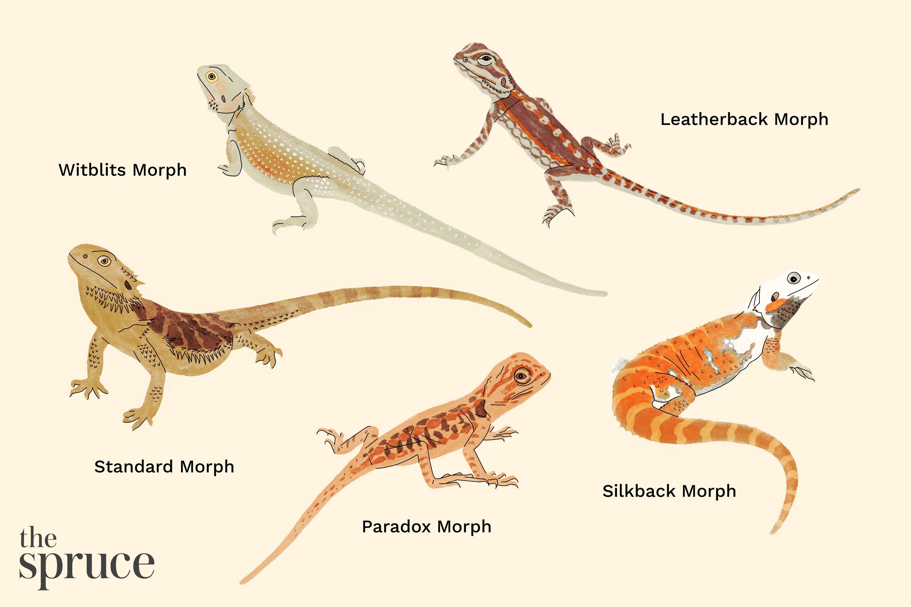 different types of bearded dragons