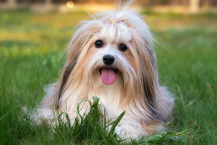 do havanese dogs shed