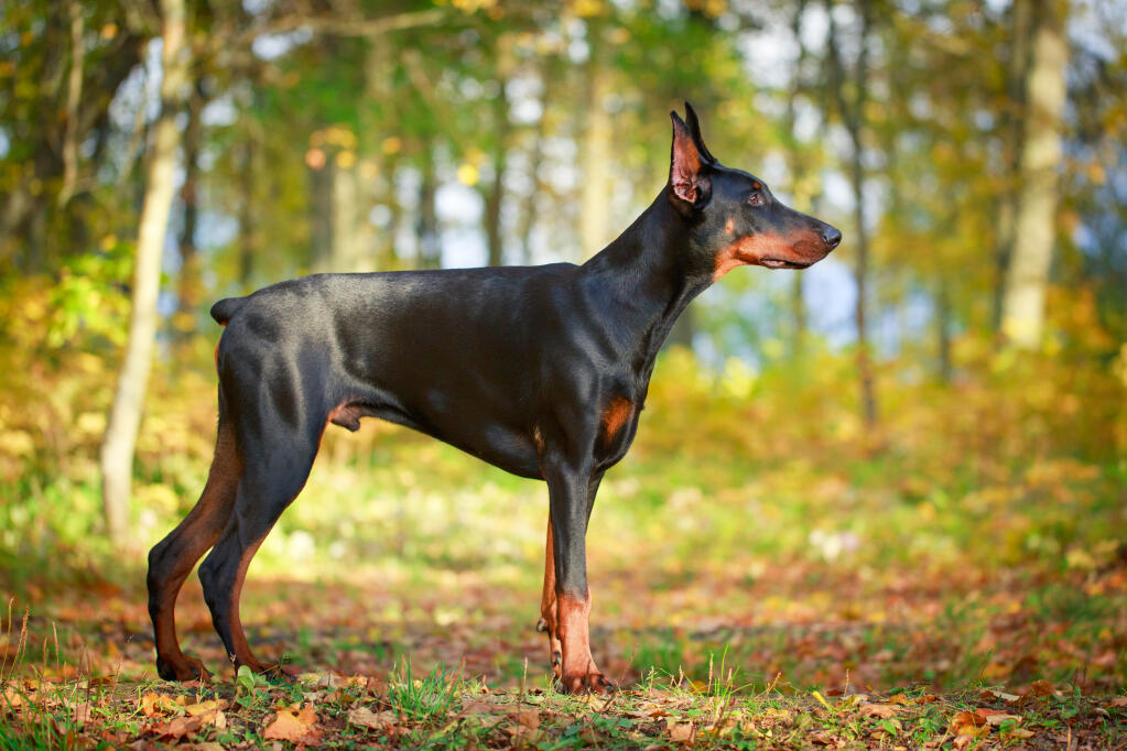 doberman pinscher uk