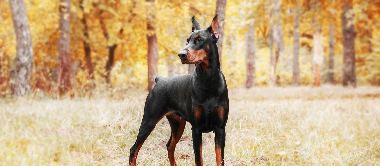 dobermann for sale