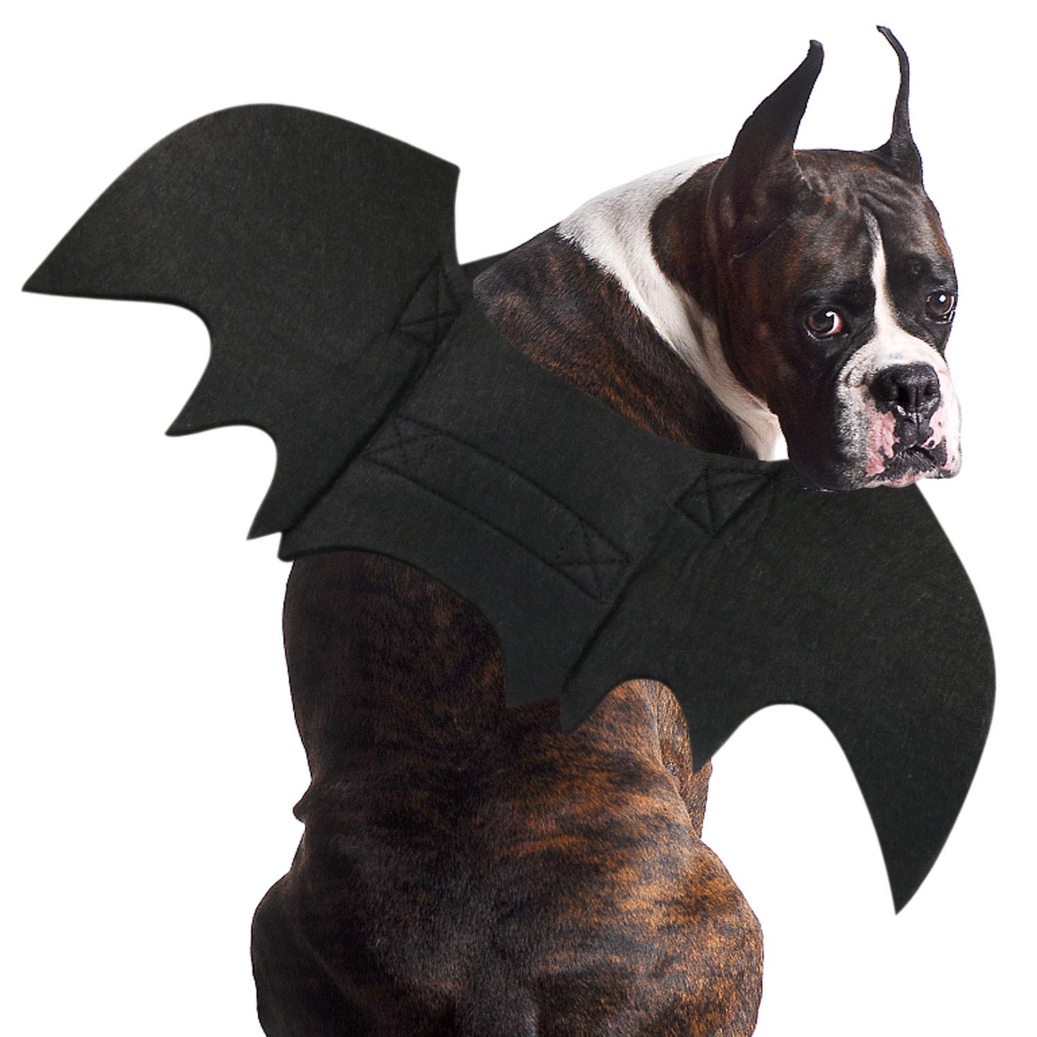 dog bat wings