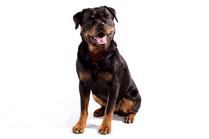 dog breed rottweiler