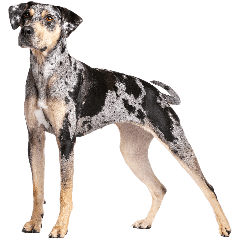 dog breeds catahoula leopard dog