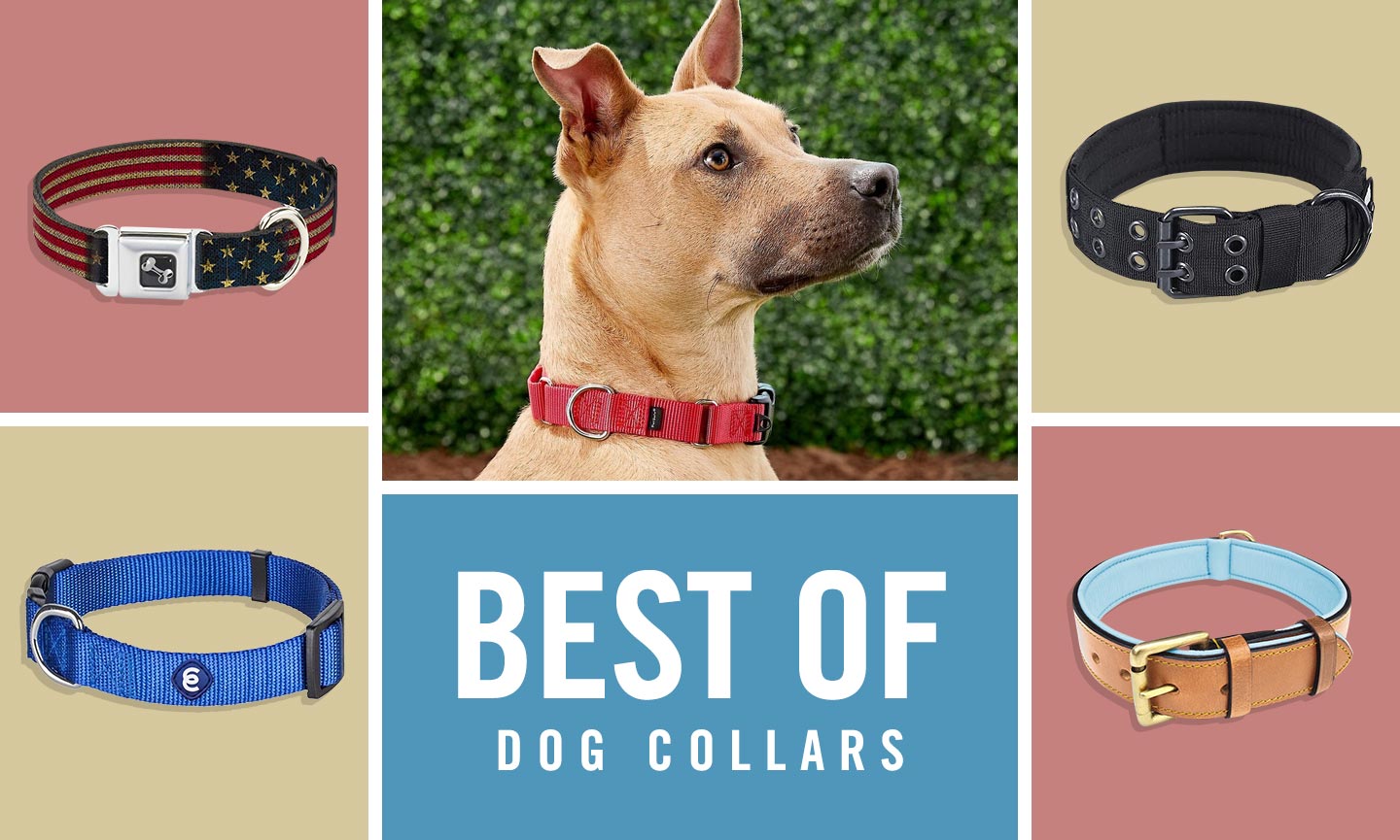 dog collars chewy