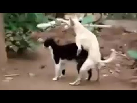 dog mating with a cat