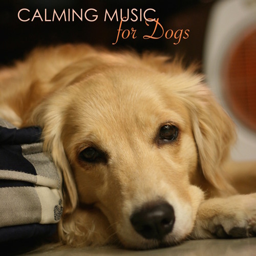 dog relaxing music