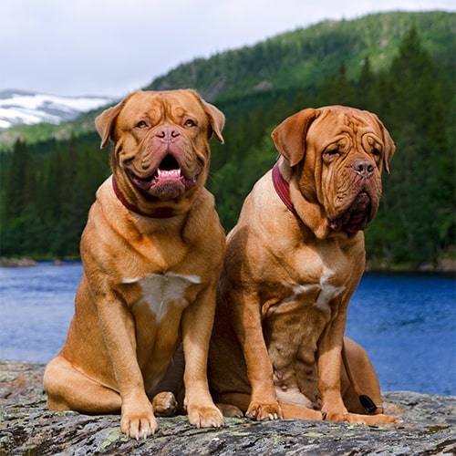 dogue de bordeaux rescue uk