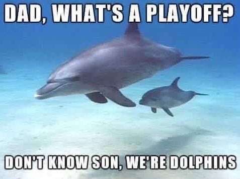 dolphins memes