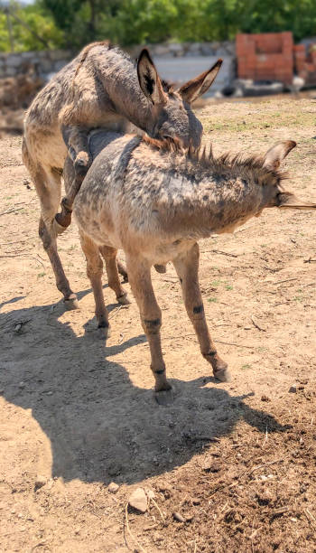 donkey mating