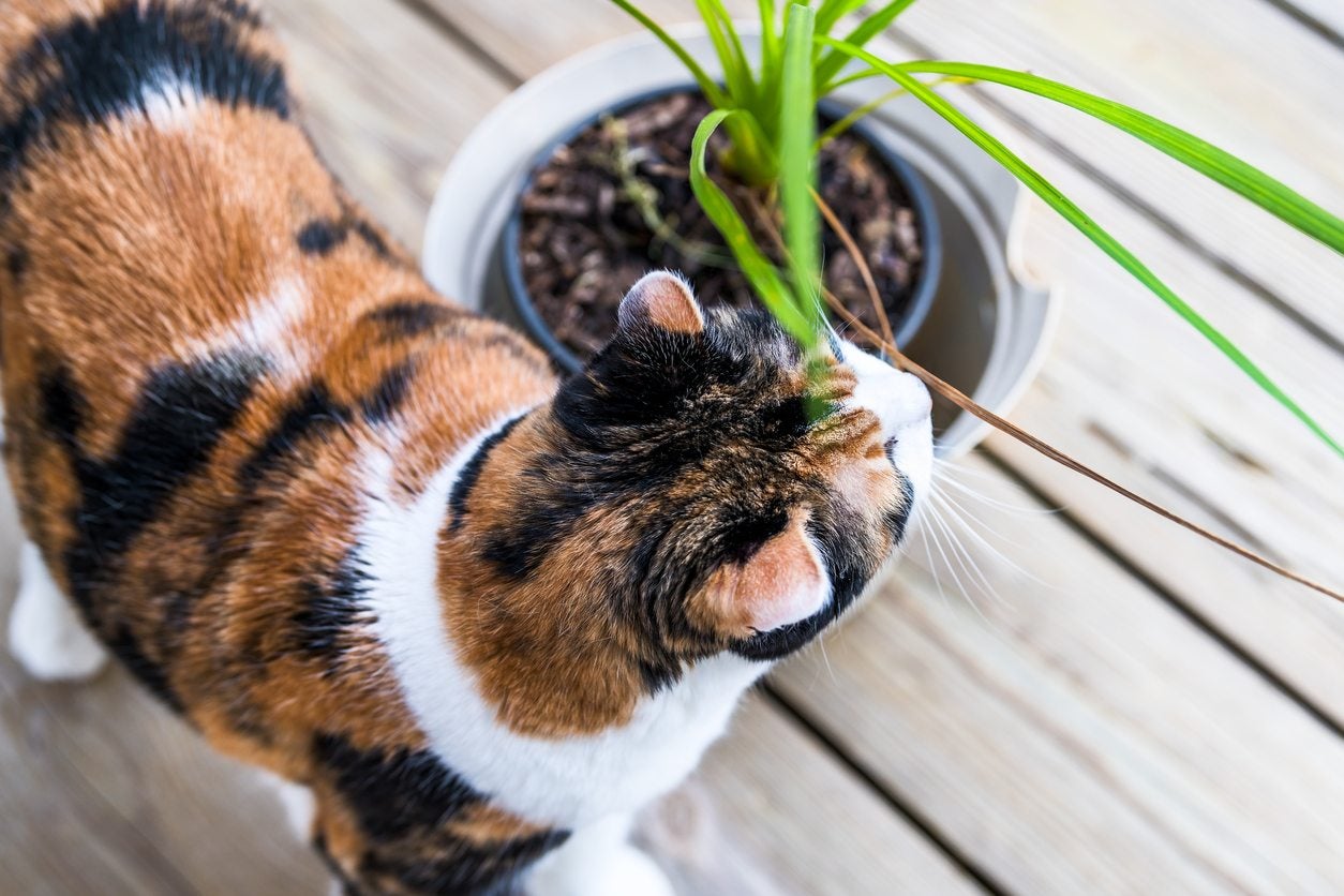 dragon tree plant cats