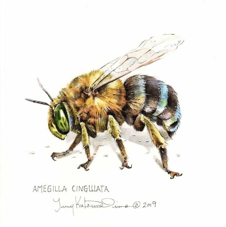 drawing blue banded bee