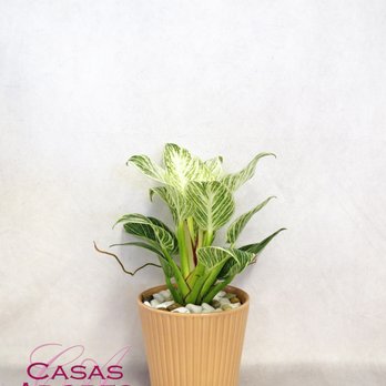 casas adobes flower shop