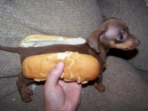 cursed dog images