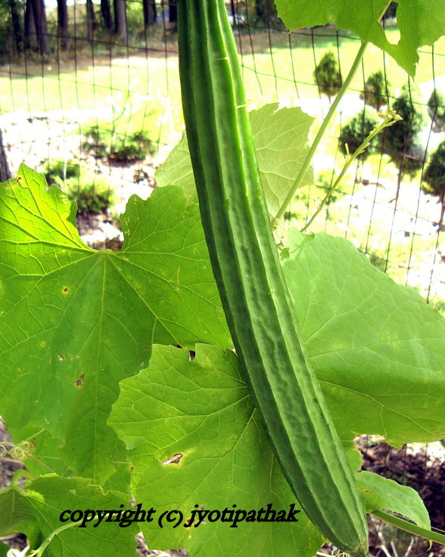 luffa vegetable in hindi