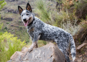 blue heeler for sale