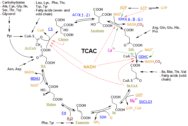 krebs cycle wiki