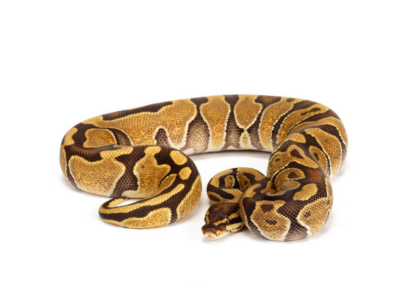 enchi ball python