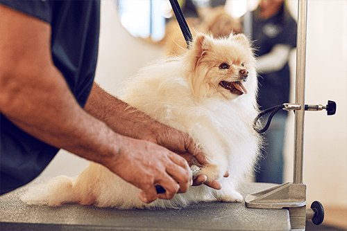 petco grooming salon