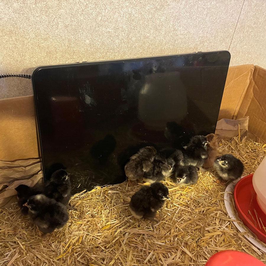 cozy coop chicken coop heater